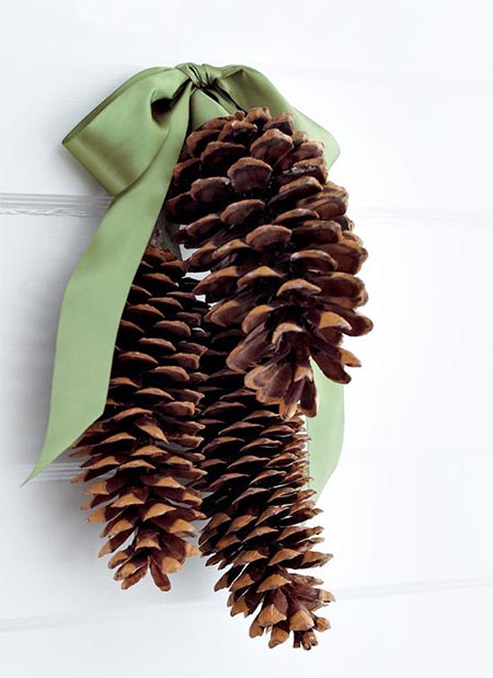 giant pine cones