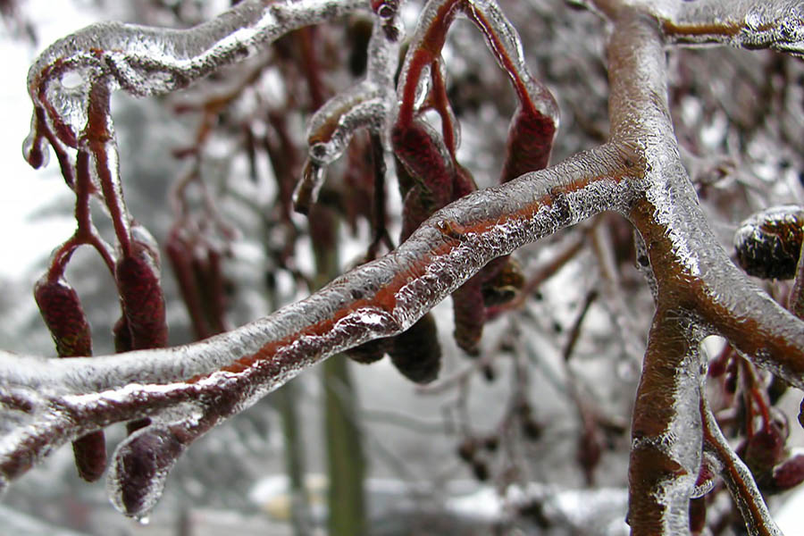 Protect Plants From Frost