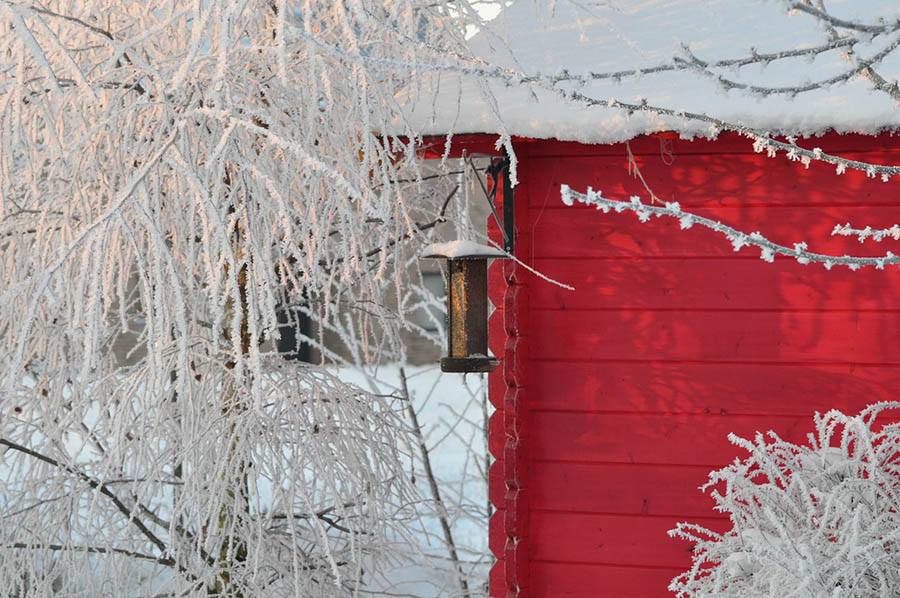 Winter Burn, Your Plants and Trees