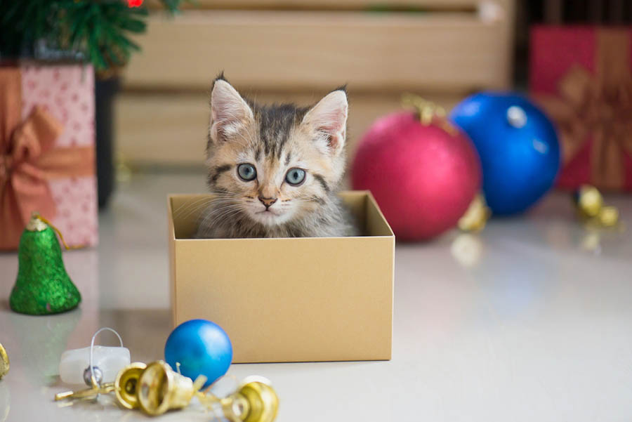 Cute kitten in a small box for Christmas