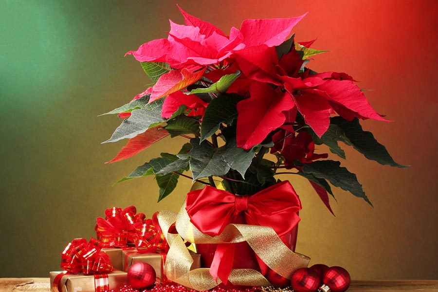 Poinsettias with Christmas decorations and ornaments around it