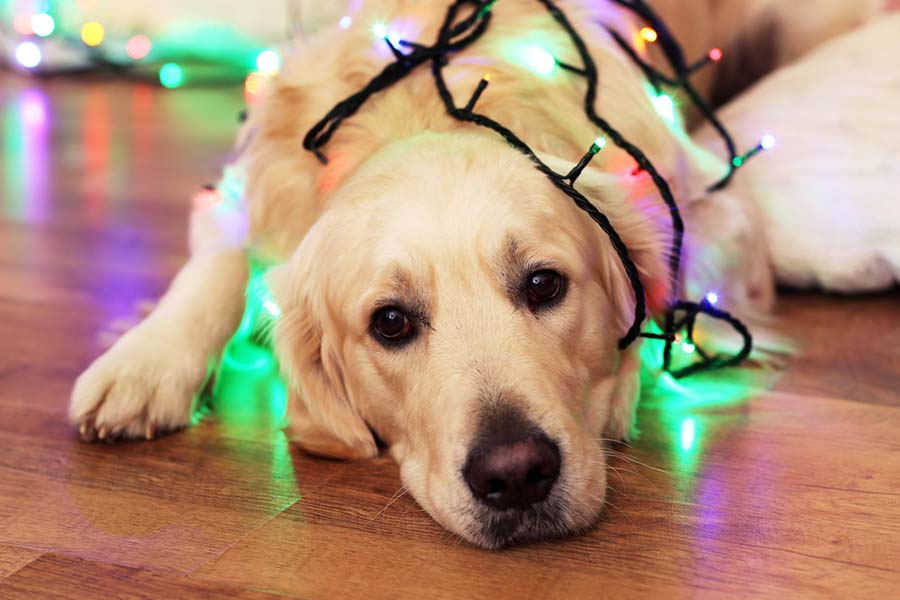 An older golden retriever laying down with Christmas lights around his body, looking cute.