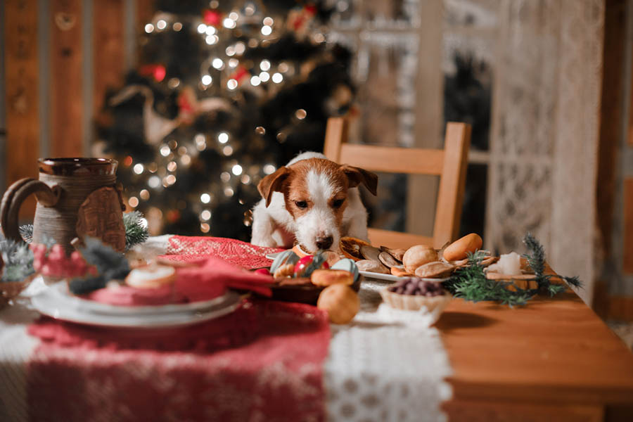 A Jack Russell dog on the table about to eat the Christmas food