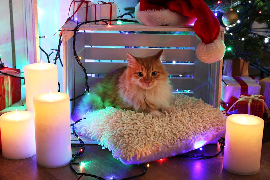 A cute cat sits on a pillow with Christmas presents, candles and ornaments around it