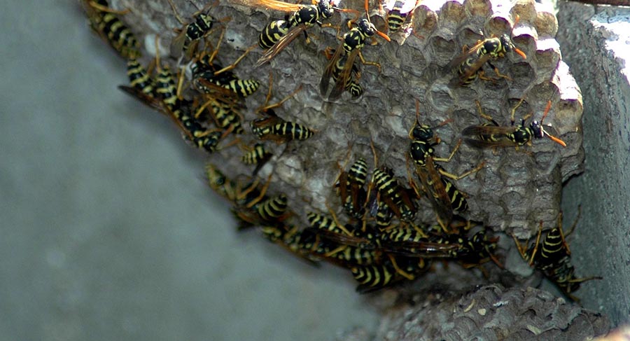 Close view of wasps nest built on concerte