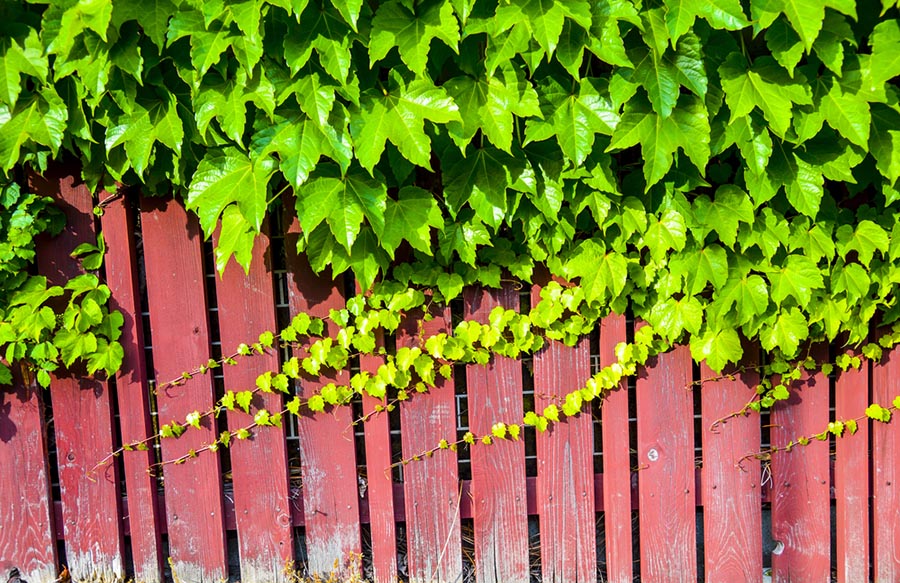 Vines growing along a wooden fence