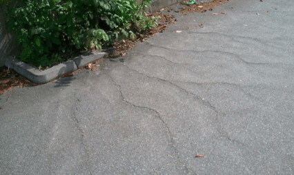 Tree root damage to a asphalt driveway