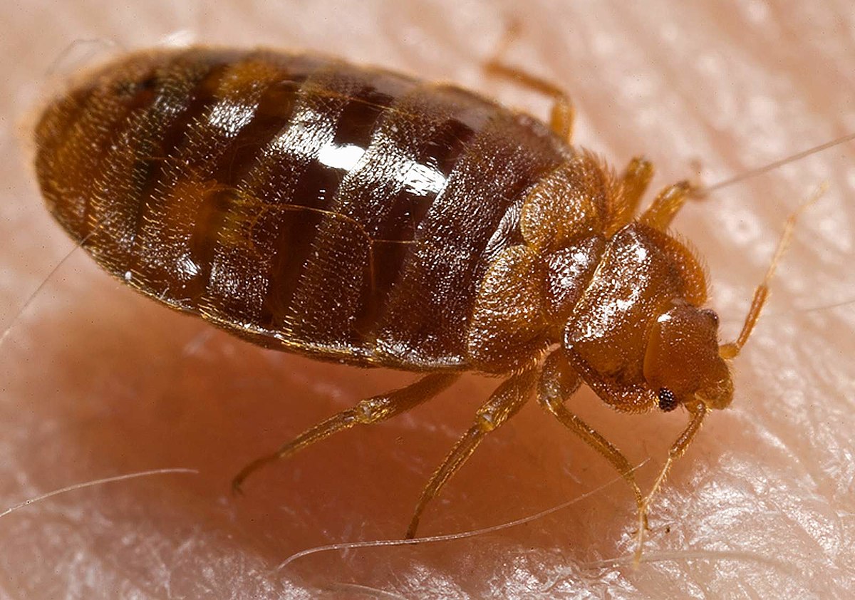 Closeup of a bed bug