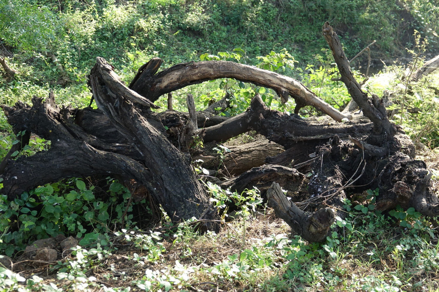 A fallen tree lying on a forest floor surrounded by green plants and foliage